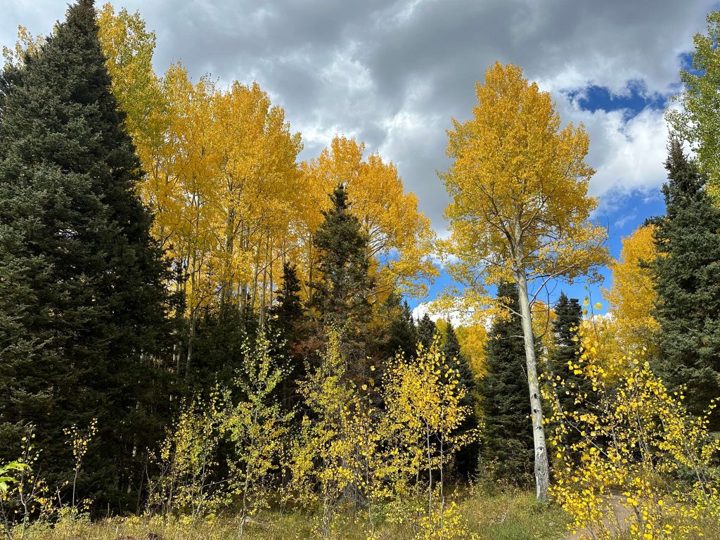 Golden aspen trees surrounded by evergreen forest beneath dramatic clouds near Blue Lakes, Colorado.
