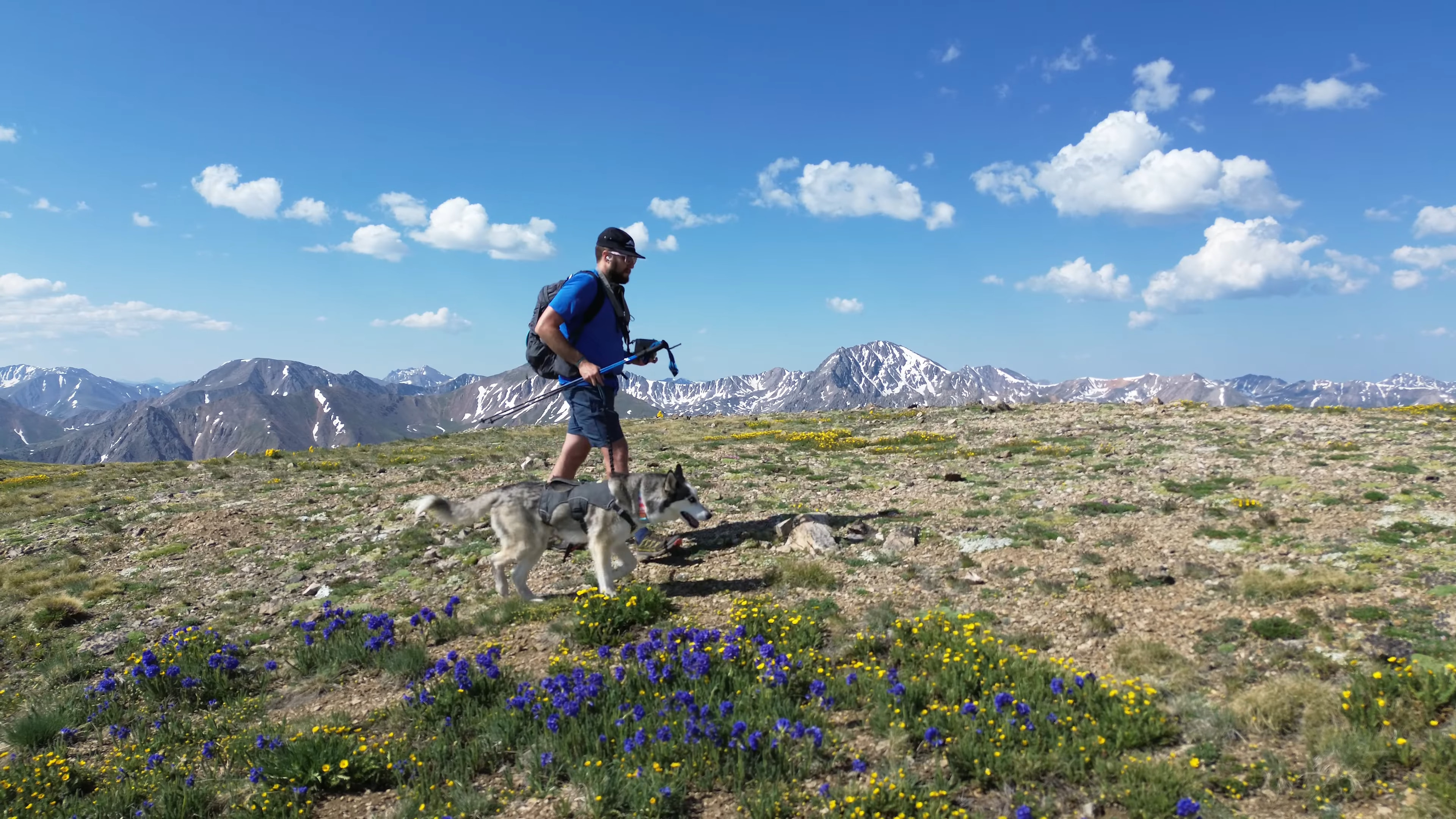 Beautiful wildflowers on the Black Cloud trail