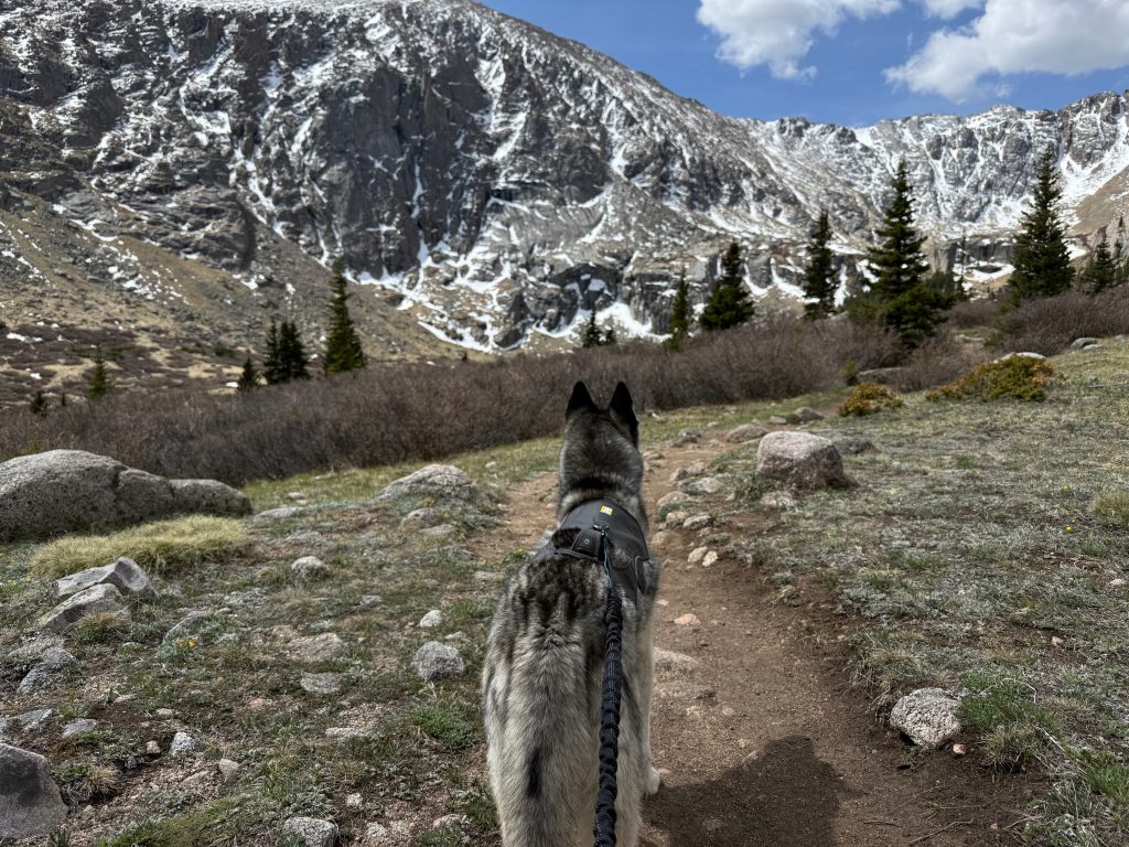 A husky looking at the beautiful views from the Chicago Lake Trail.