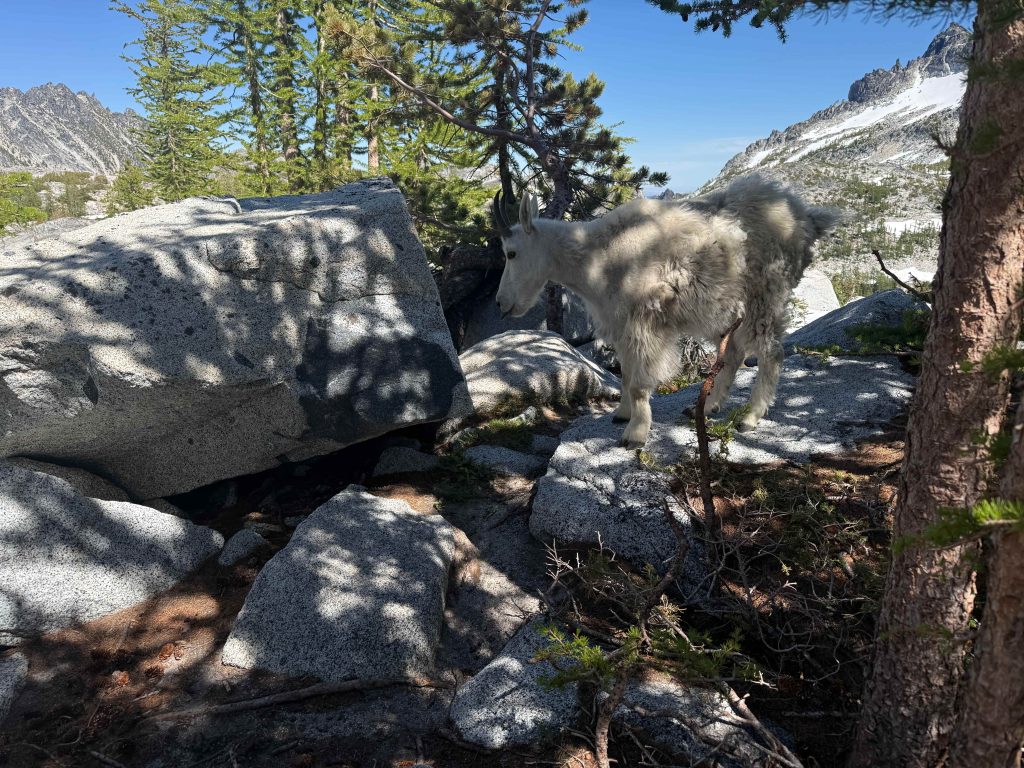 A mountain goat along the Enchantments Traverse Trail.