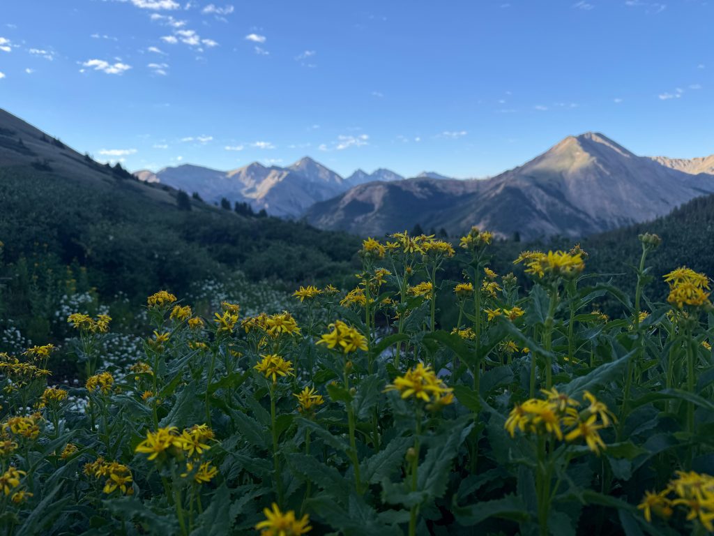 Yellow alpine wildflowers along the La Plata Peak Southwest Ridge with rugged Sawatch Range mountains in the background.