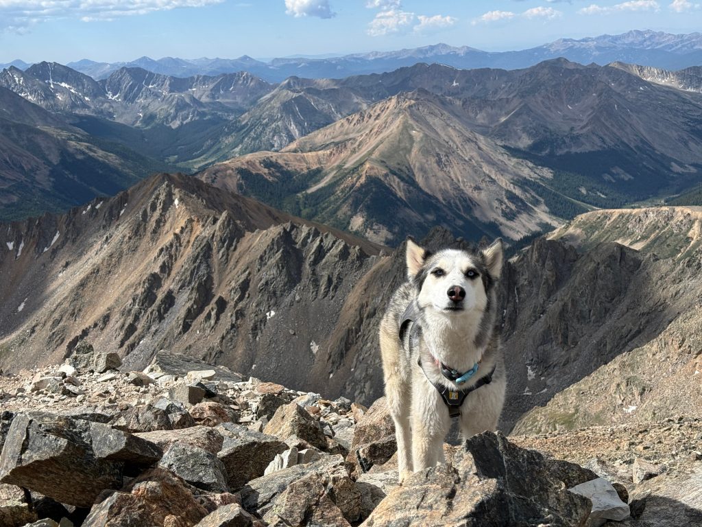 A husky on the top of Colorado 14er La Plata Peak.