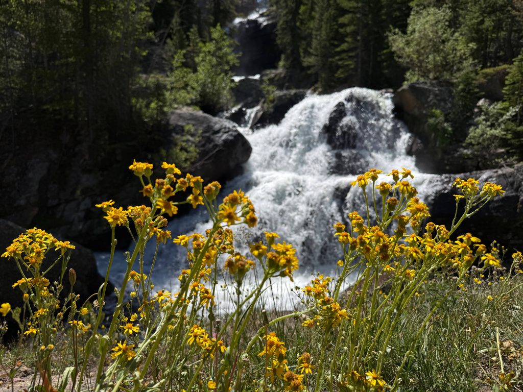 Yellow wildflowers blooming in front of Cascade Creek waterfall in the Indian Peaks Wilderness, Colorado.