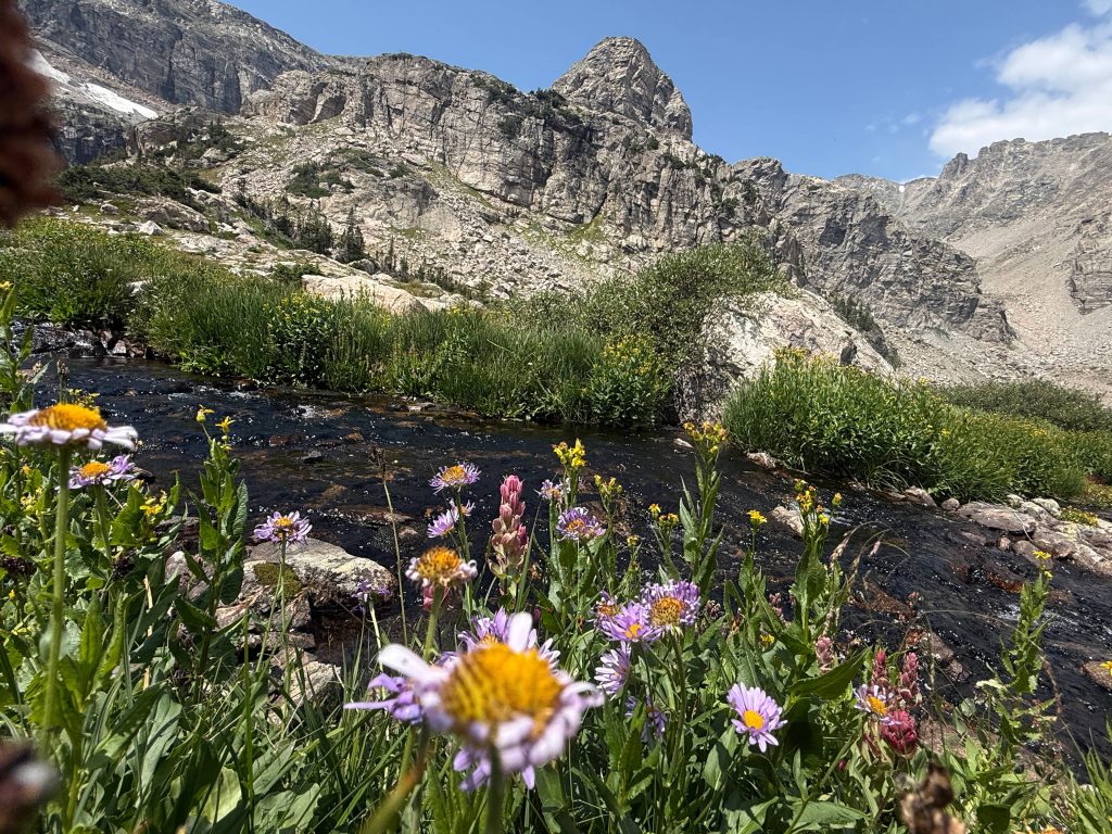 Wildflowers blooming beside a mountain stream on the Gibraltar Lakes trail in Colorado.