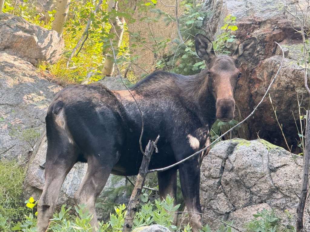 Moose spotted along the Gibraltar Lakes trail in Colorado's Indian Peaks Wilderness.