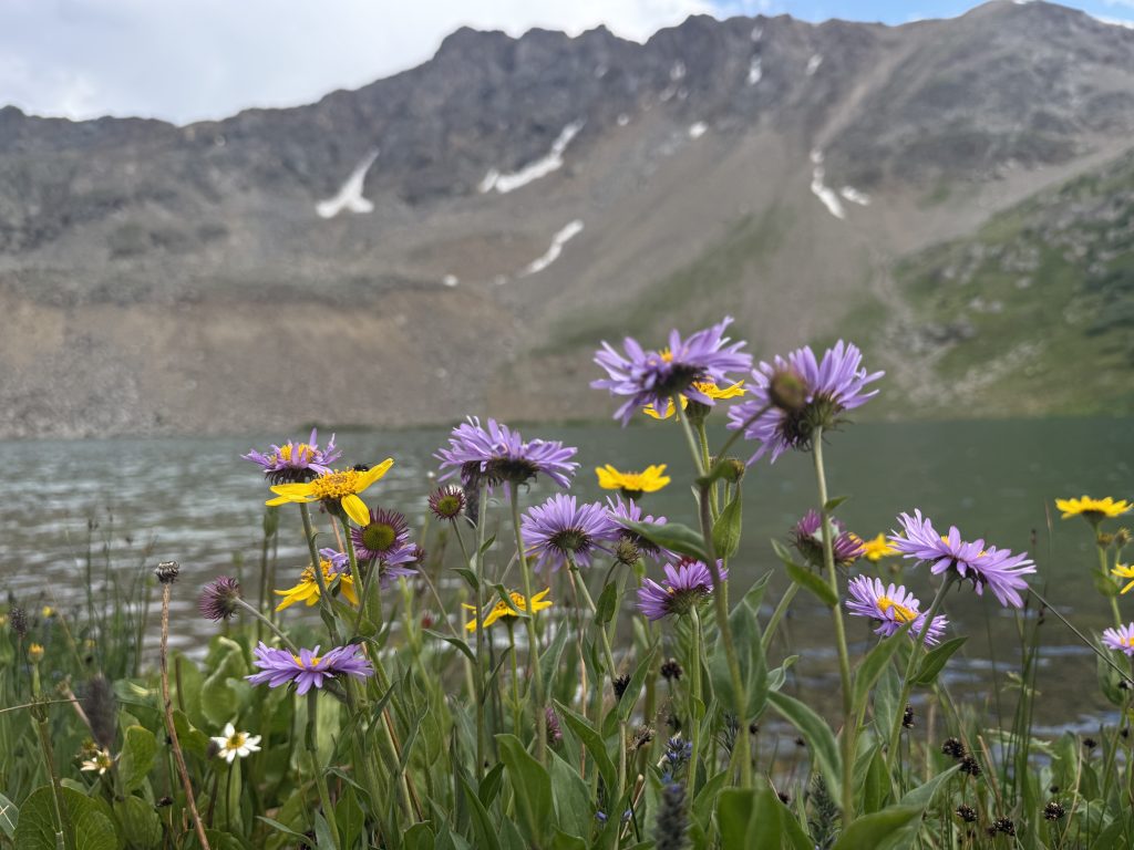 Purple and yellow alpine wildflowers blooming beside Lake Ann with rugged mountain slopes rising above the lake in Colorado.
