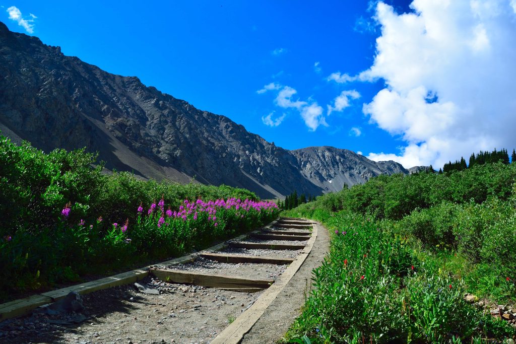 Wildflowers lining the lower Grays Peak trail in Colorado.