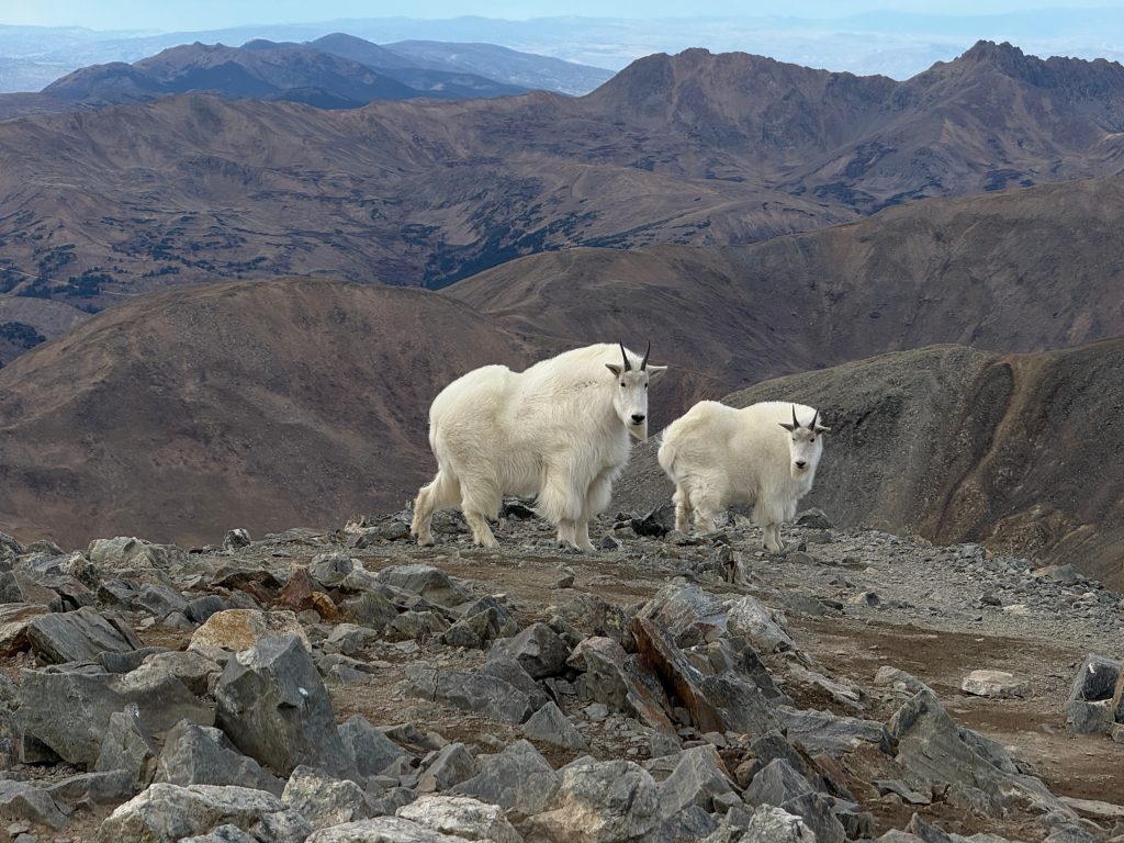 Mountain goats seen on the summit of Colorado 14er Grays Peak.