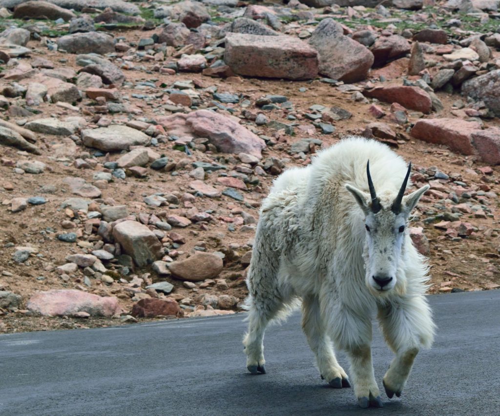 Sawtooth Ridge to Mt Evans Hike Pictures