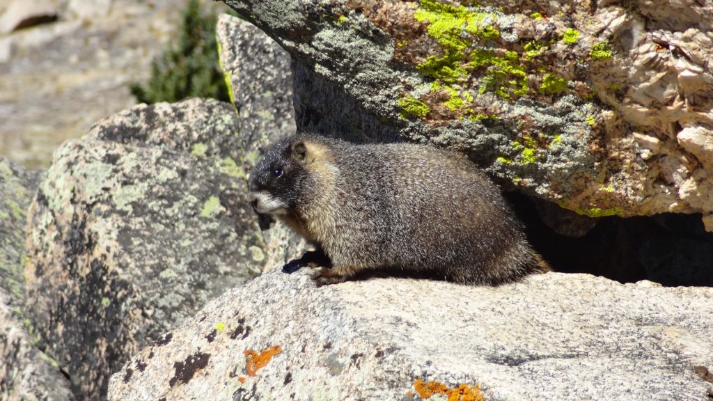 Mt Yale Hike