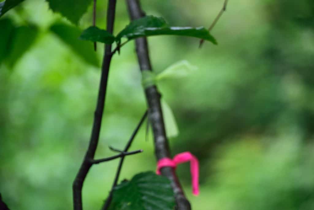 Mendenhall Ice Caves Hike