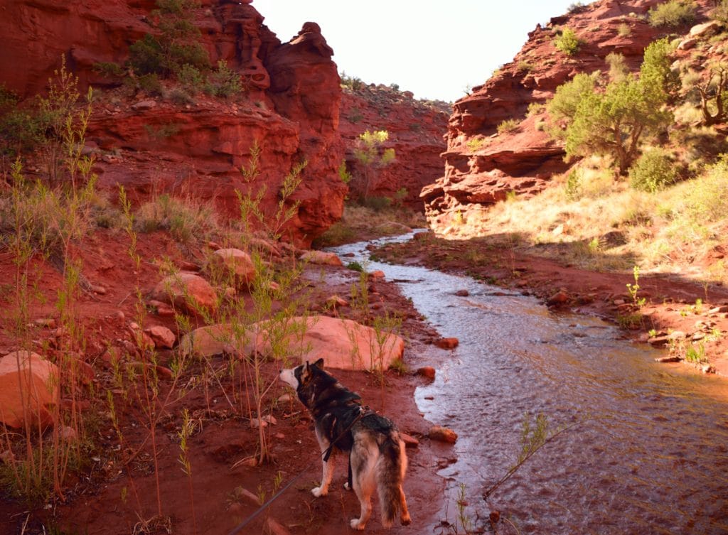 Professor Creek & Mary Jane Canyon Hike Review