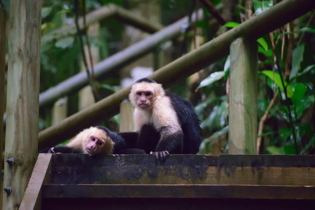 Manuel Antonio National Park Costa Rica Hiking