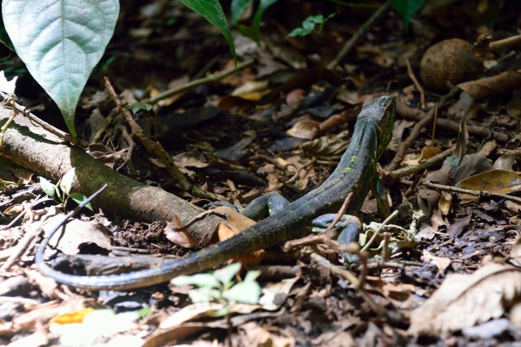 La Cangreja Waterfall Hike Costa Rica