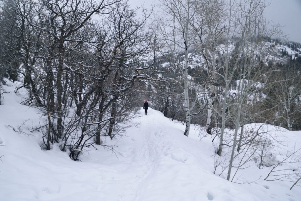 Fish Creek Falls Hike Review & Information