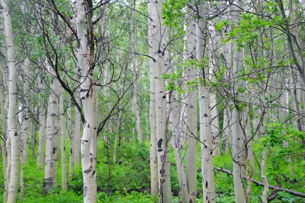 Lower Cataract Lake Colorado Hike Information & Review