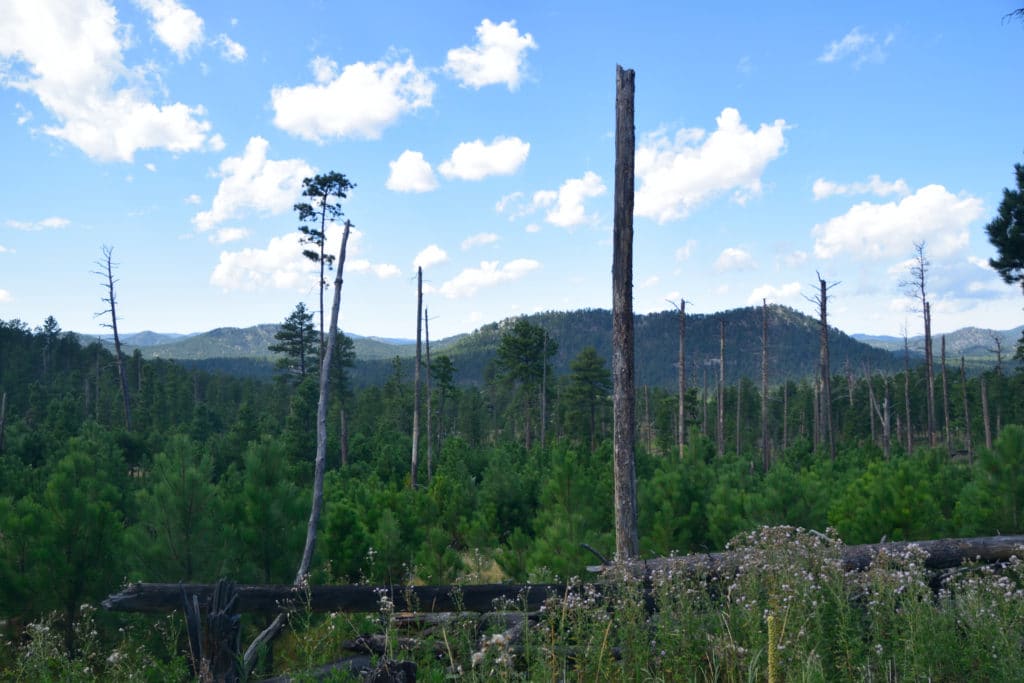 Black Elk Peak via Willow Creek Hike Information & Review