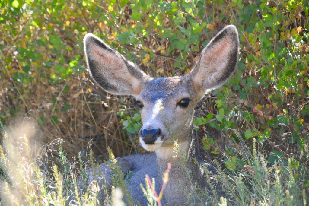 North Table Mountain Park Colorado