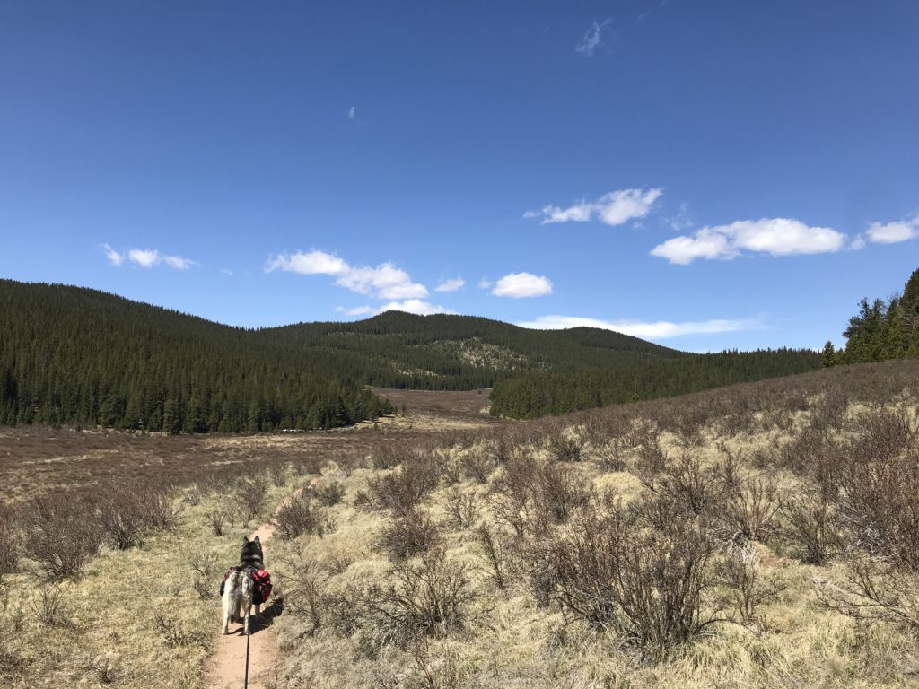 Colorado Trail Segment 4 Hike Information & Review