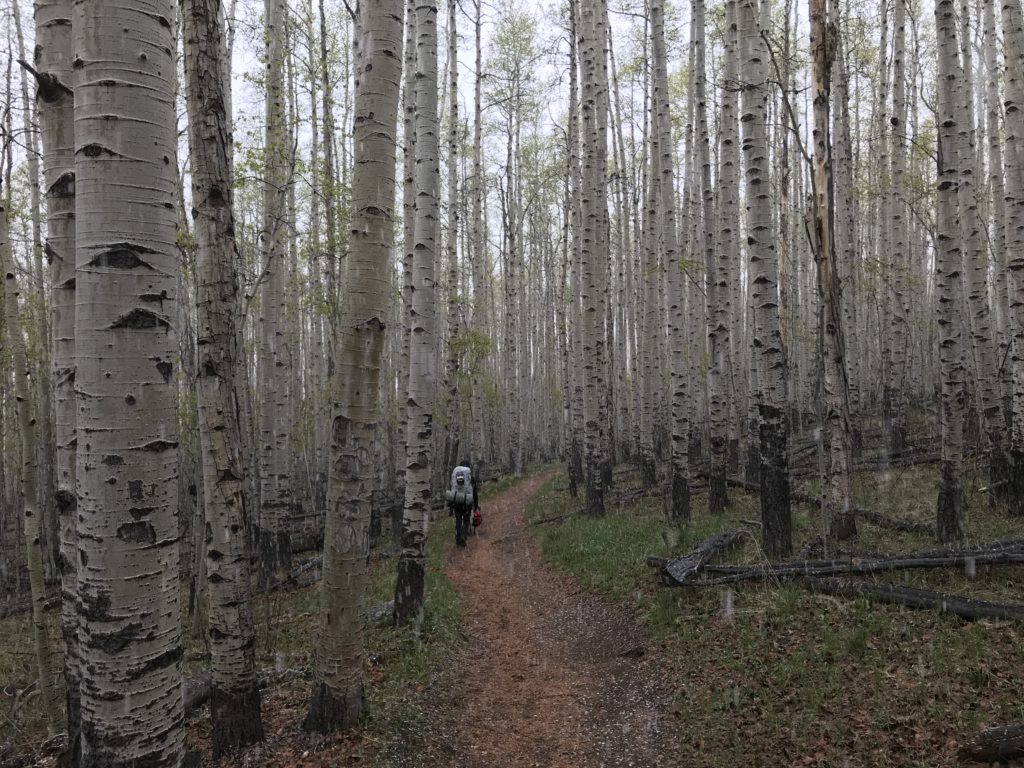 Colorado Trail Segment 5 Hike Information & Review