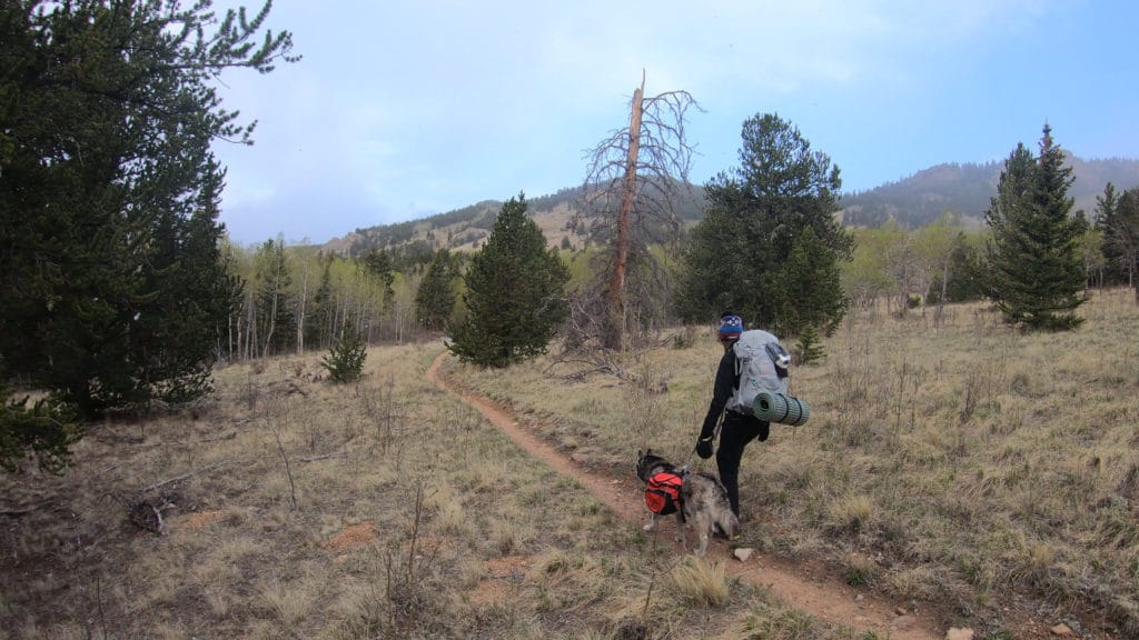 Colorado Trail Segment 5 Hike Information & Review