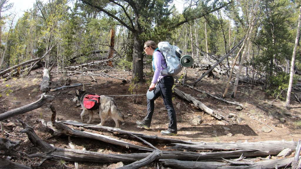 Colorado Trail Segment 5 Hike Information & Review