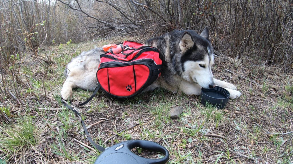 Colorado Trail Segment 5 Hike Information & Review