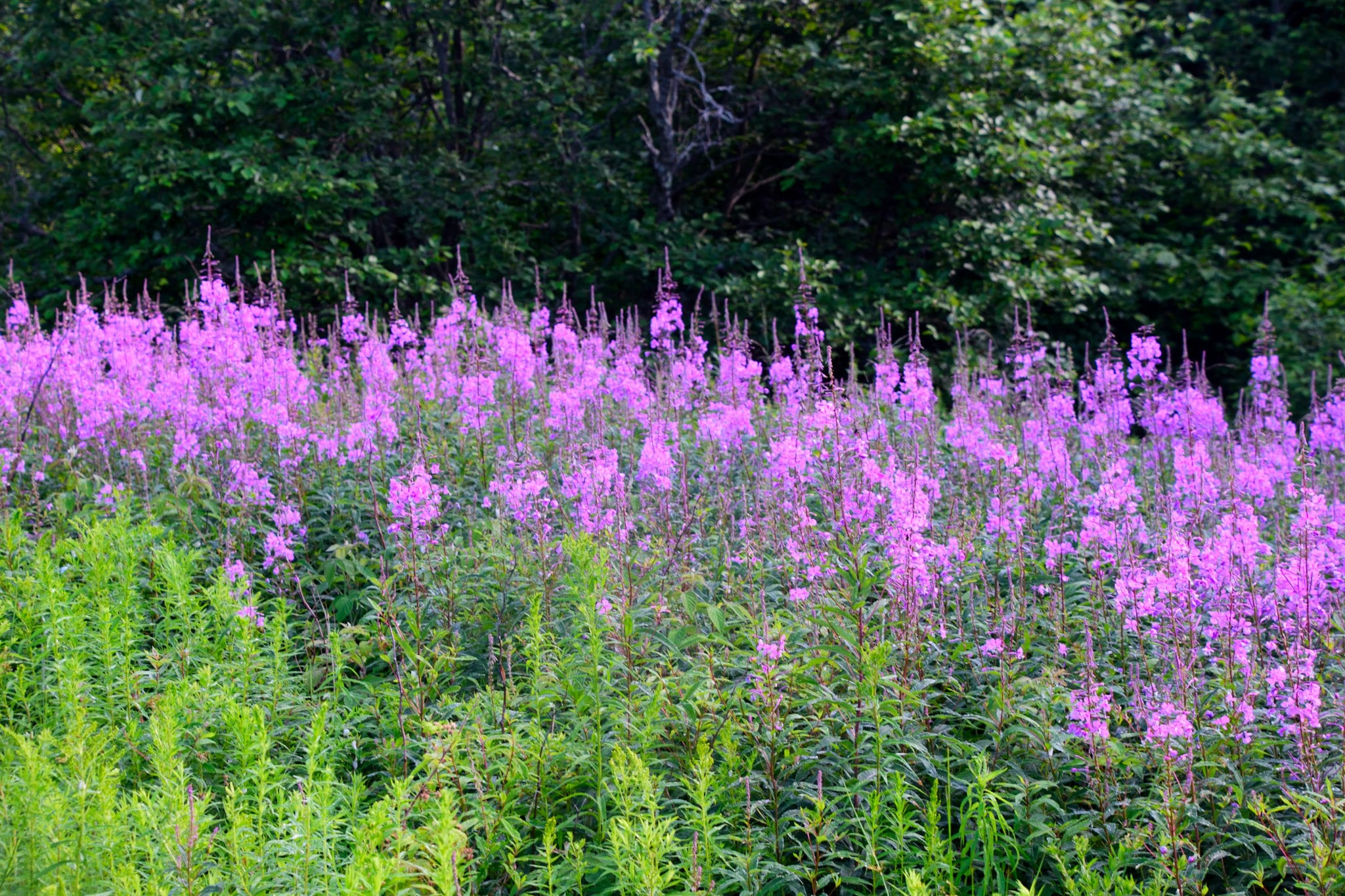 Tripyramid Peaks Hike Loop Trail Guide Virtual Sherpa