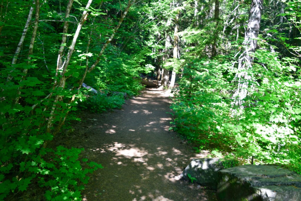 Little Zigzag Falls Oregon Hike Pictures