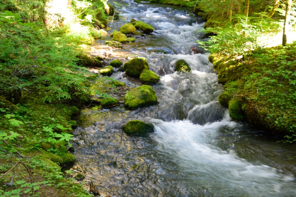 Little Zigzag Falls Oregon Hike Pictures