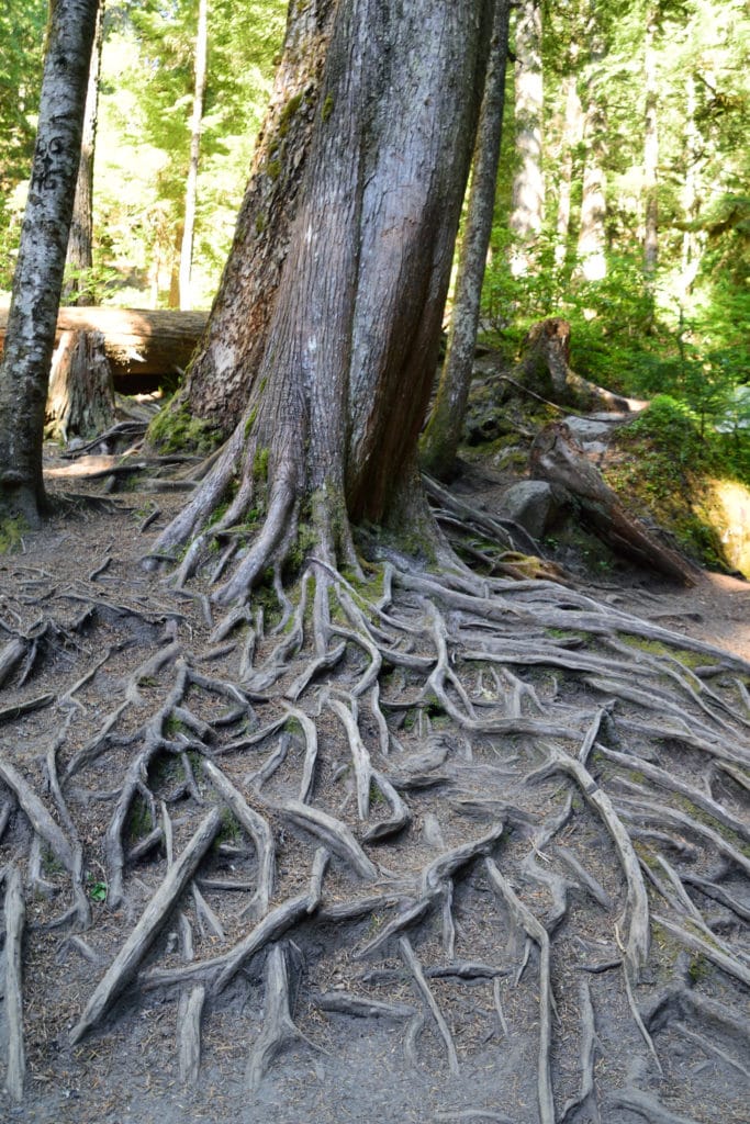 Little Zigzag Falls Oregon Hike Pictures