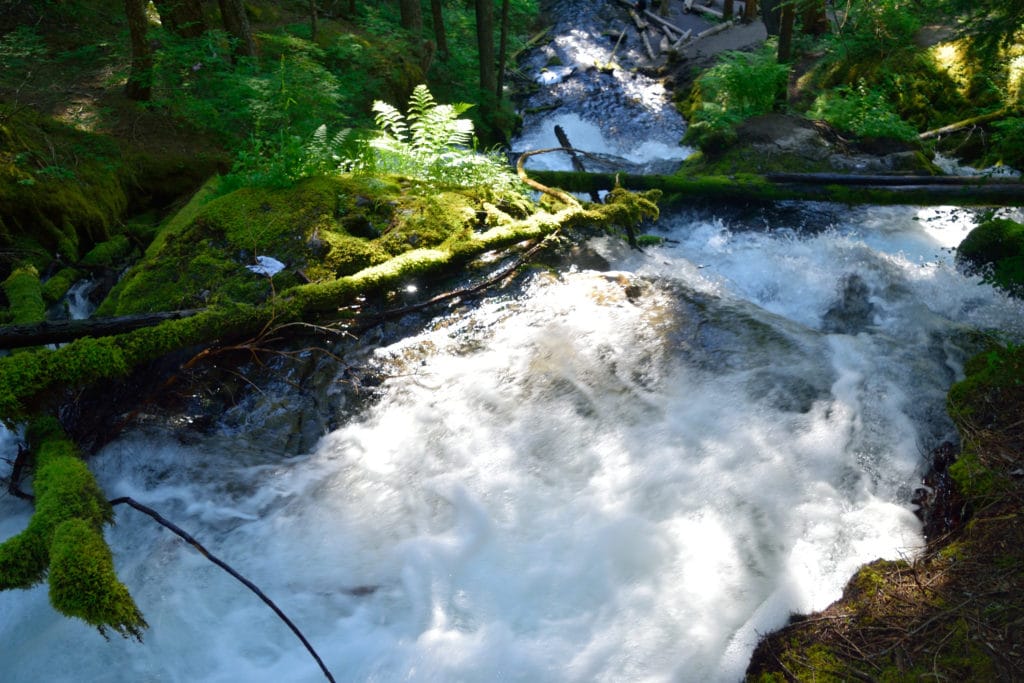 Little Zigzag Falls Oregon Hike Pictures