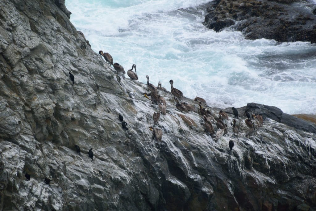 Cape Falcon Oregon Hike Pictures