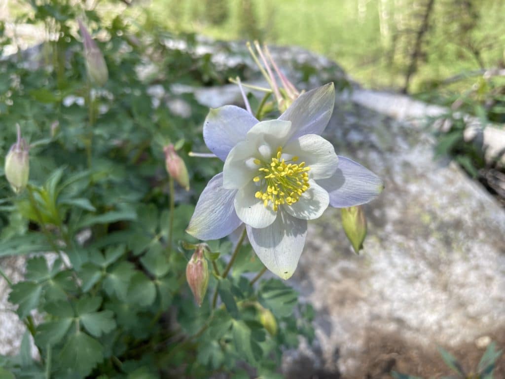 Emerald Peak Colorado 13er Hike Guide