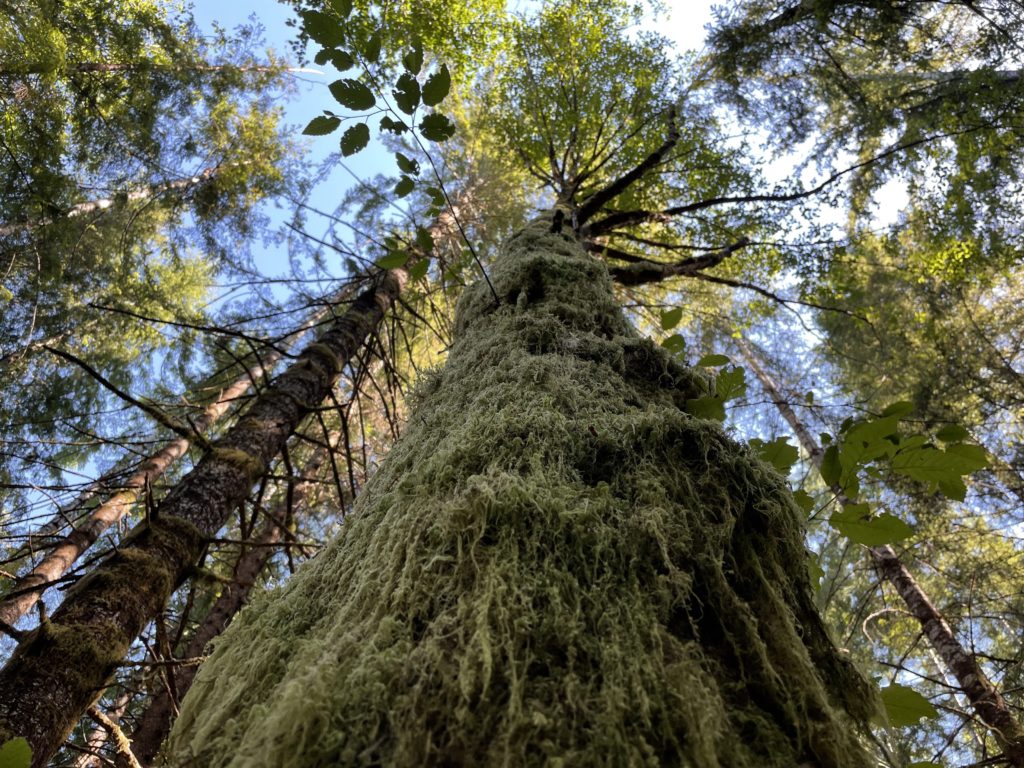 Drift Creek Falls Hike Pictures