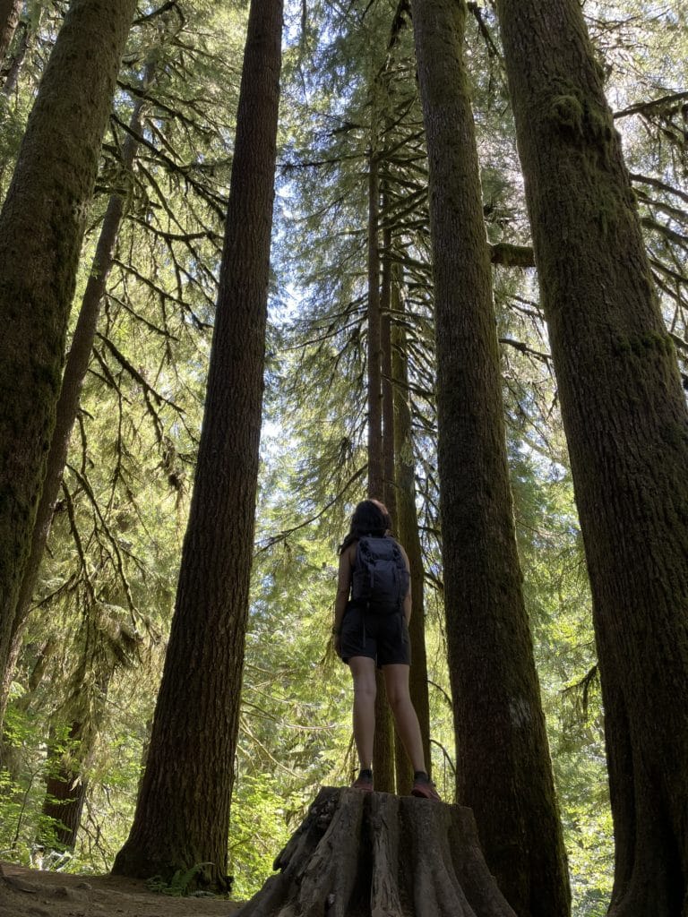 Drift Creek Falls Hike Pictures