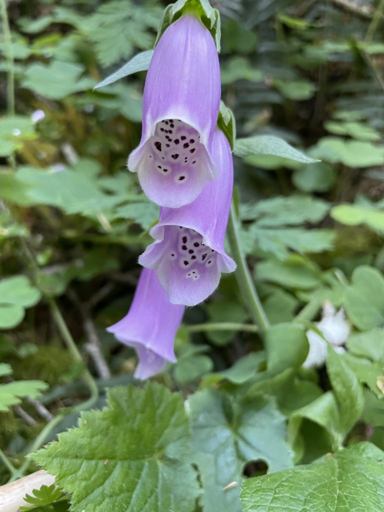 Drift Creek Falls Hike Pictures