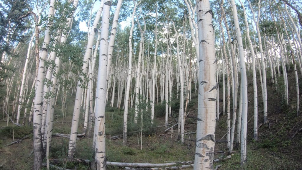 Colorado Trail Segment 19 Hike Pictures