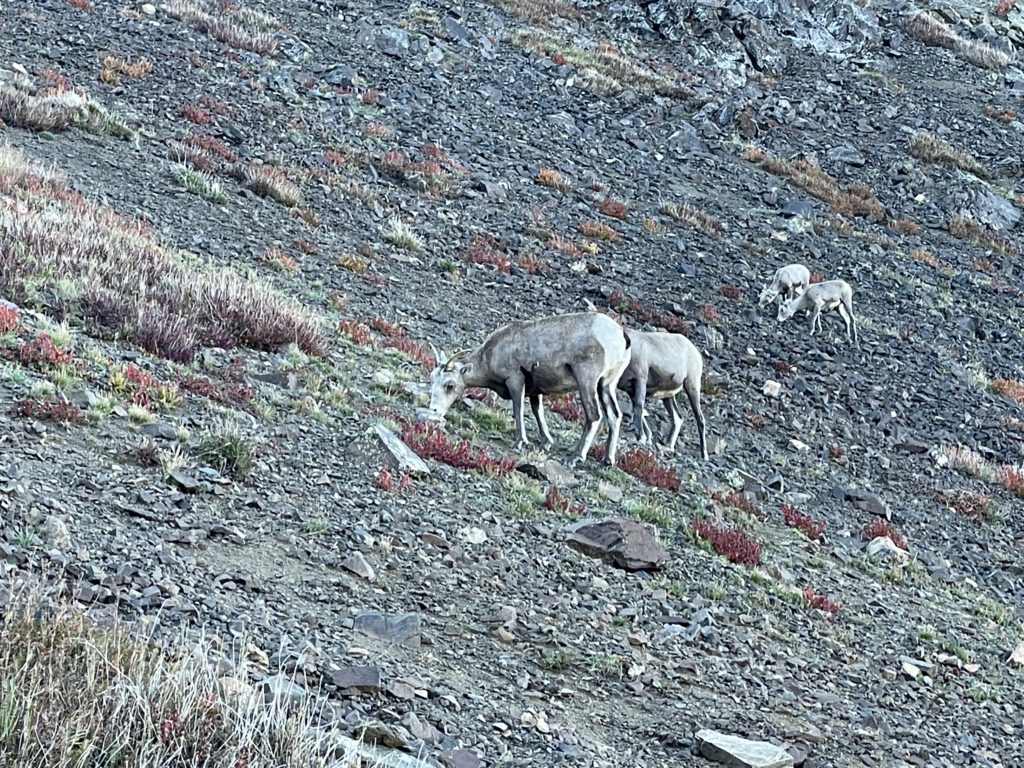 Wheeler Peak & Wheeler Cirque Hike Pictures