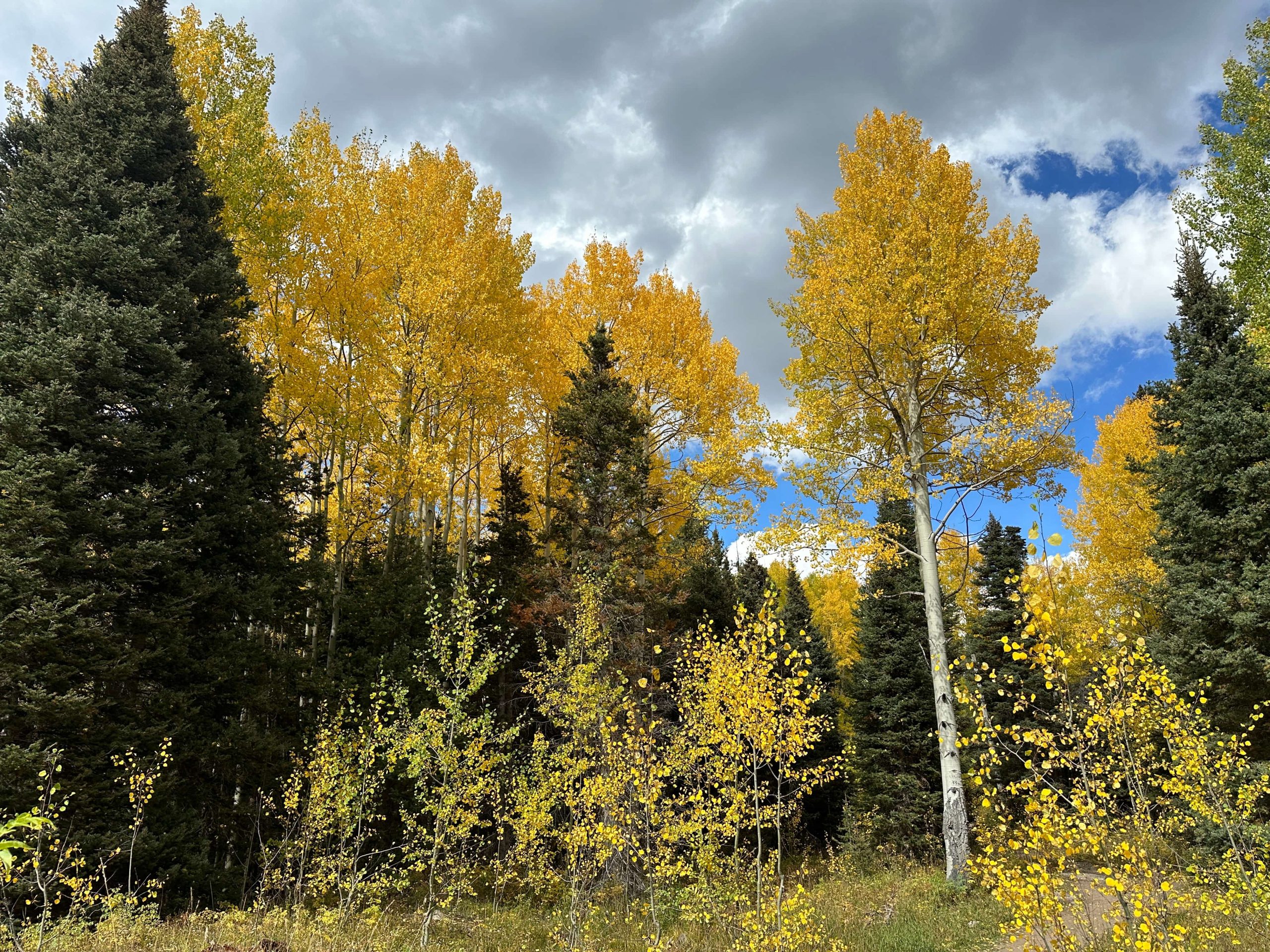 Golden aspen trees surrounded by evergreen forest beneath dramatic clouds near Blue Lakes, Colorado.