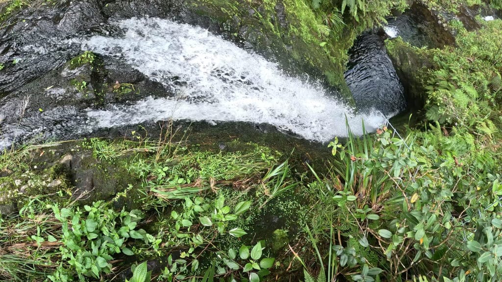 Weeping Wall & Blue Hole Kauai Hike Pictures