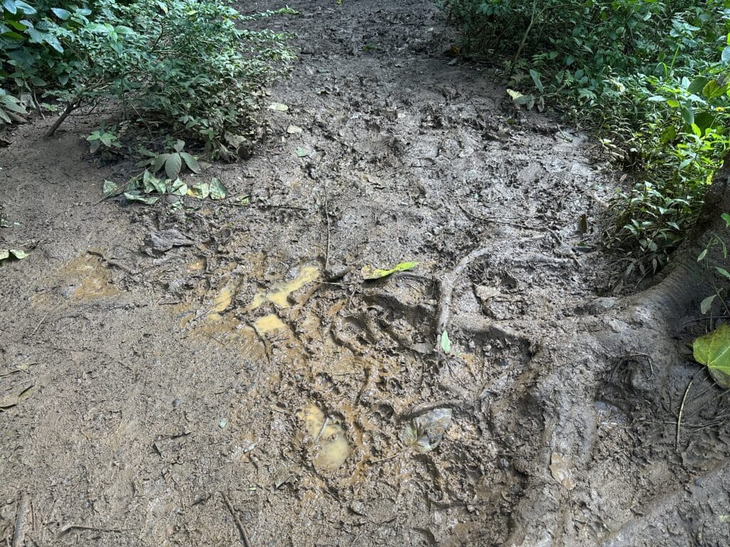 Ho'opi'i Falls Hike Pictures