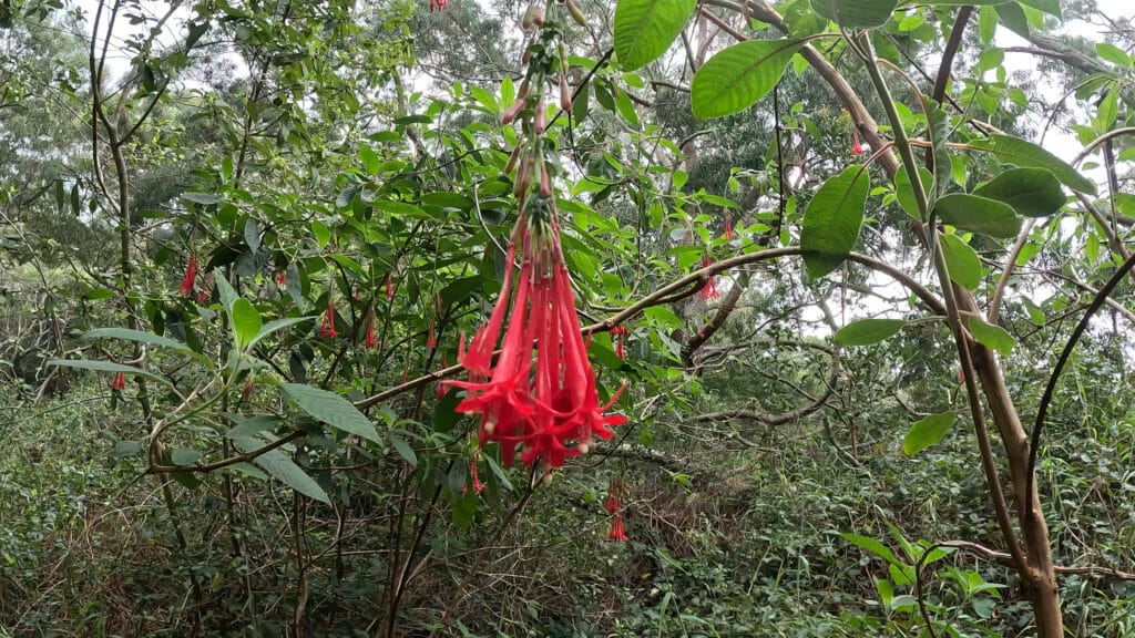 Waimea Canyon Loop Hike Pictures