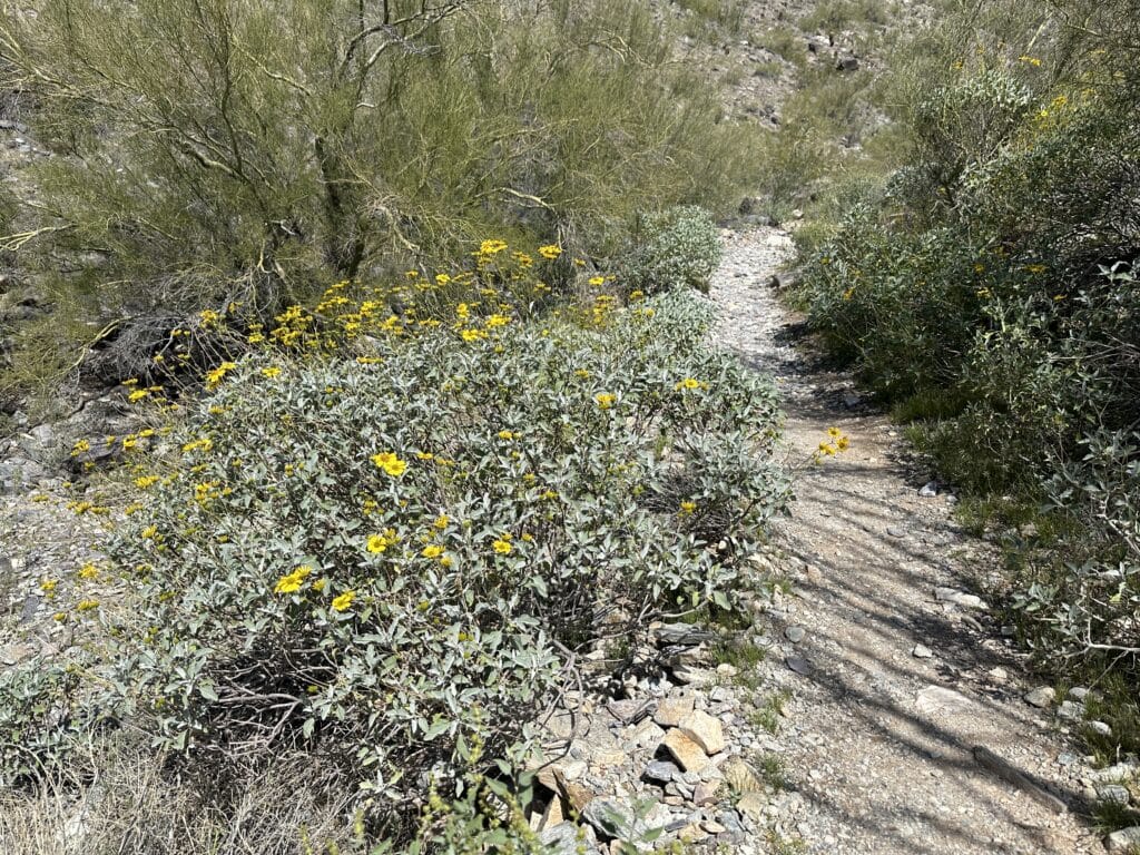 Piestewa Peak Arizona Hike Pictures