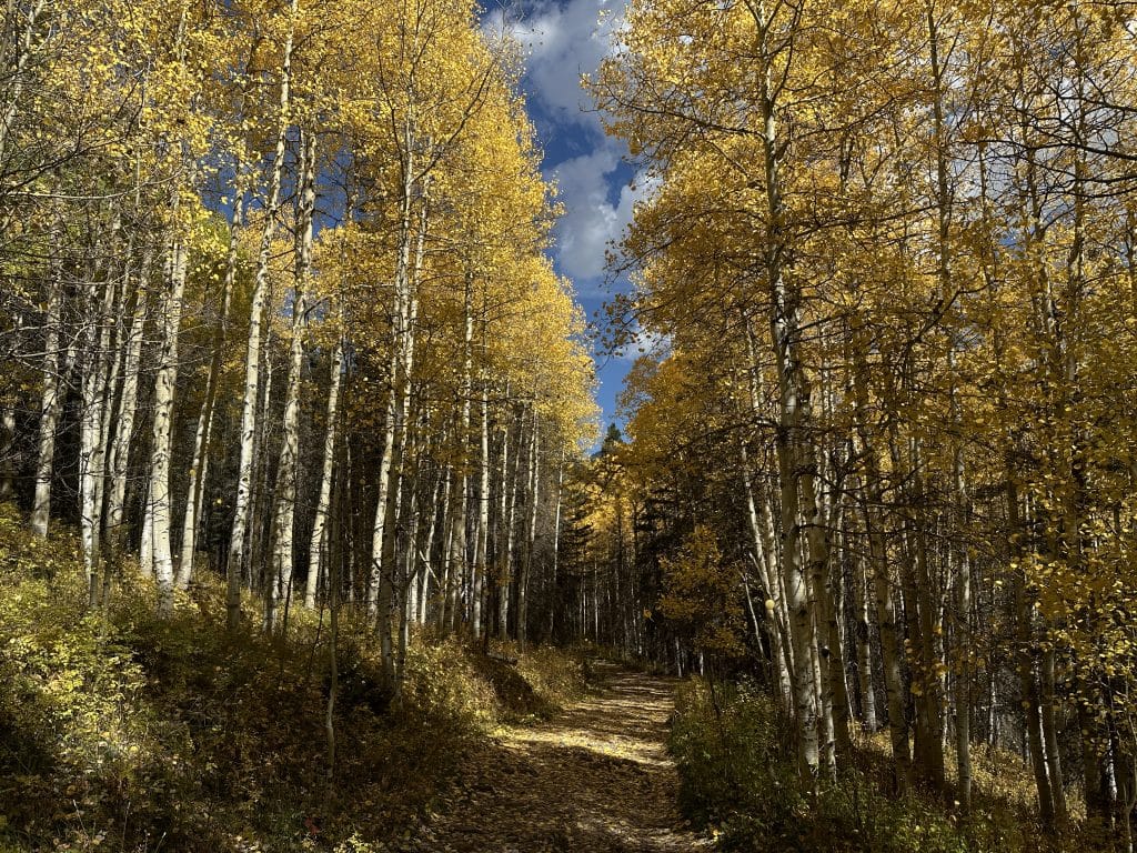 Bear Falls Hike Pictures