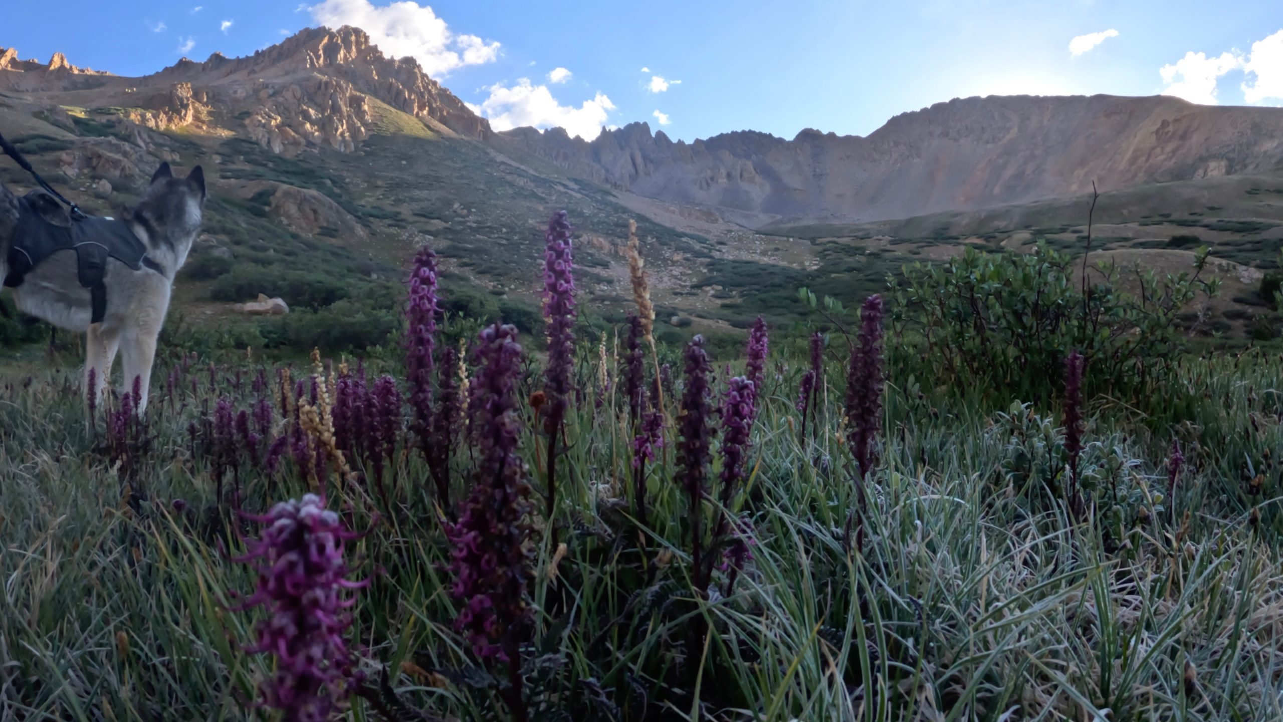 Purple alpine wildflowers and a hiking dog in the basin below La Plata Peak's Southwest Ridge route.